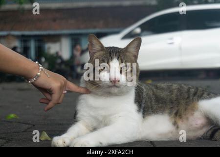 Weiße graue Katze liegend, während sie mit einem Finger kotzte Stockfoto