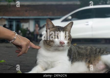 Weiße graue Katze liegend, während sie mit einem Finger kotzte Stockfoto