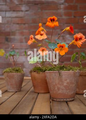 Pfirsichfarbenes und orangefarbenes Kapuzinerkresse (Tropaeolum majus „Salmon Baby“) in Vintage-Terrakotta-Töpfen vor Backsteinhintergrund; hübsche Sommertische Stockfoto