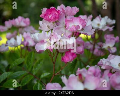 Rosa „Ballerina“, eine Strauchrose mit kleinen rosa und weißen Blüten in Sprays, die aus nächster Nähe geschossen wurden Stockfoto