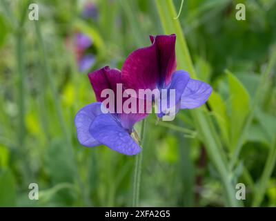 Eine Lathyrus odoratus „Cupani“-Blüte (eine zweifarbige Süßerbse ähnlich „Matucana“), Nahaufnahme mit den blauen und violetten Blüten Stockfoto