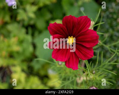 Eine tiefrote Cosmos bipinnatus „Rubenza“-Blume zeigt sich vor einem verschwommenen Hintergrund aus grünem Laub in einem Sommerblumenbeet Stockfoto