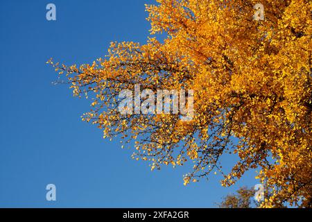 Ginkgo-Baum (Ginkgo biloba), gelbe Blätter im Herbst, Deutschland Stockfoto