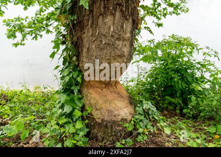 Biberbissspuren an einem Efeu bewachsenen und stark beschädigten Baum in der Nähe eines Flusses. Bürste um den Baum. Stockfoto