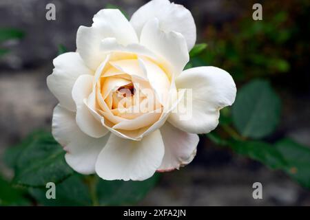 Nahaufnahme von Crocus Rose eine englische Strauchrose in Blüte im Sommergarten Carmarthenshire Wales UK Juni 2024 KATHY DEWITT Stockfoto