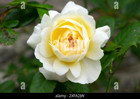 Nahaufnahme von Crocus Rose eine englische Strauchrose in Blüte im Sommergarten Carmarthenshire Wales UK Juni 2024 KATHY DEWITT Stockfoto