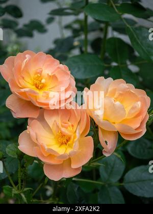 Die Pfirsichblüten/Aprikosen von Rosa „der Lark Ascending“ gegen sein dunkles Laub, Nahaufnahme; ein englischer Sträucher stieg von David Austin auf Stockfoto