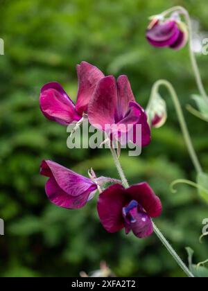 Nahaufnahme der süßen Erbsenblume Lathyrus odoratus 'Beaujolais'; ein dunkles Karmesinrot/Burgunderrot duftendes Klettern, das jährlich in einem Sommergarten aufgenommen wird Stockfoto