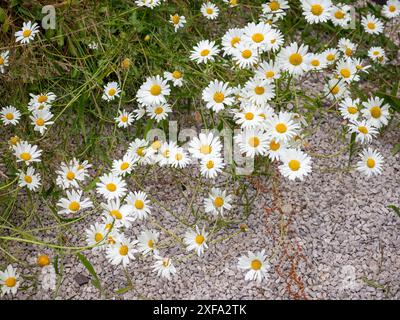 Leucanthemum vulgare (Ochsenauge Gänseblümchen) Wiesenblumen wachsen wild und verbreiten sich im Frühsommer auf einem Kiesweg in voller Blüte. Eine invasive Spezies Stockfoto