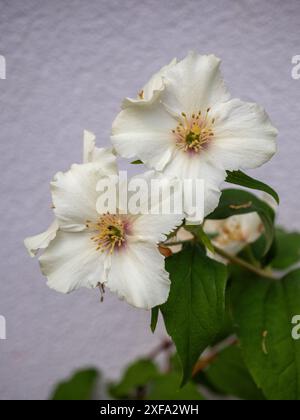 Philadelphus x lemoinei „Belle Etoile“ Blüten schließen sich vor einem weißen Hintergrund (Mock orange belle etoile), einem orange duftenden Sträucher für Juni Stockfoto