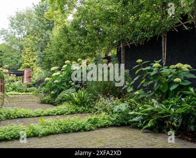 Üppige und schattige grüne Gartengrenze von Hortensie & euphorbia wulfenii mit galium odoratum zwischen Pflasterpflastern und bespielten Bäumen für Privatsphäre an der Grenze Stockfoto