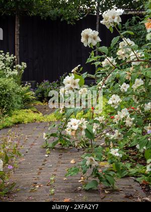 Die bogenförmigen Stiele von Philadelphus „Belle Etoile“ (Mock Orange), die auf einen rustikalen Gartenweg übergehen, einen kompakten duftenden Sträucher mit duftenden weißen Blumen Stockfoto