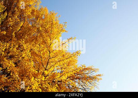 Ginkgo-Baum (Ginkgo biloba), gelbe Blätter im Herbst, Deutschland Stockfoto