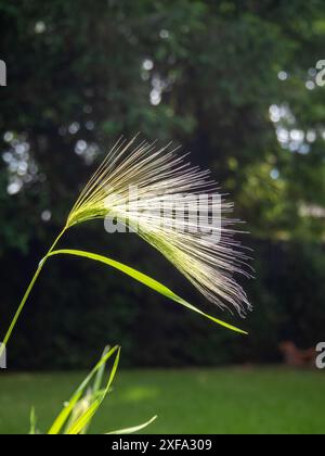 Ein Hordeum Jubatum Gras aus nächster Nähe und beleuchtet von einem Sonnenstrahl; ein hartes Jahr zum Schneiden, auch bekannt als Foxtail Gerste Stockfoto