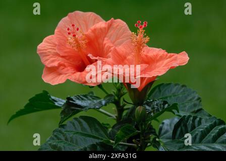 Hibiscus rosa sinensis Blumen, chinesische Rose voll Blüte, Nahaufnahme. Gartenpflanze mit Blättern. Isoliert auf grünem Hintergrund. Trencin, Slowakei Stockfoto