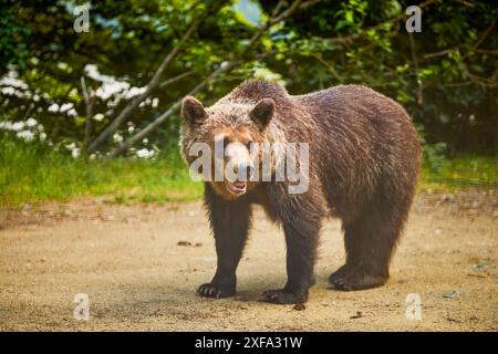 Ein Bär, der am Rande eines Waldes steht Stockfoto