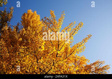 Ginkgo-Baum (Ginkgo biloba), gelbe Blätter im Herbst, Deutschland Stockfoto