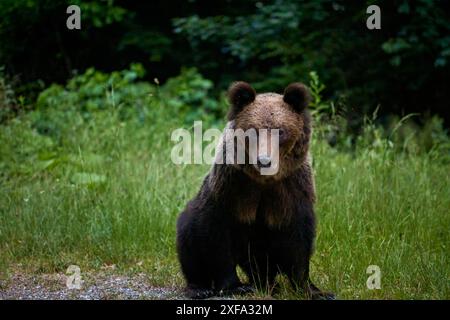 Ein Bär, der am Rande eines Waldes steht Stockfoto