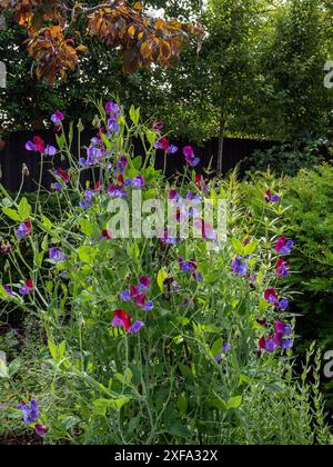 Süße Erbse „Cupani“ (Lathyrus odoratus „Cupani“), ähnlich wie „Matucana“; eine zweifarbige Süße-Erbsen-Kletterpflanze in einer Gartenkante Stockfoto