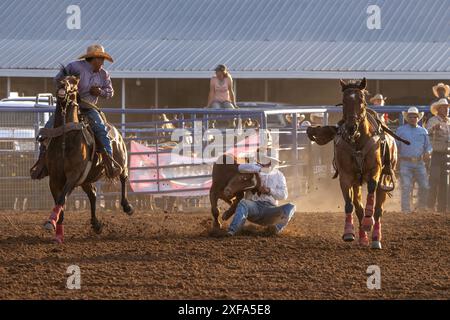 Ein Rodeo-Cowboy beim Steer-Wrestling-Event ist von seinem Pferd geschoben, um den Steer in einem Rodeo zu Boden zu ringen. Stockfoto