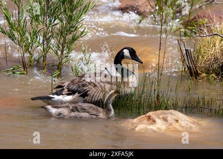 Eine Kanadische Gänse mit einer Gänse am Ufer des Colorado River in der Nähe von Moab, Utah. Der Gosling ernährt sich von den Pflanzen im Wasser. Stockfoto
