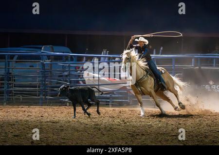 Ein Cowgirl, das an der Abspaltung teilnimmt, jagt ein Kalb in einem Rodeo in Utah. Stockfoto