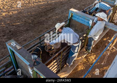 Der Cowboy Bailey Bench legt seinen Sattel auf das Pferd in der Rutsche bei einem Rodeo im ländlichen Utah. Stockfoto