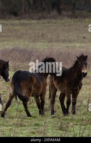 Exmoor Pony (Equus ferus caballus) Norfolk Juni 2024 Stockfoto