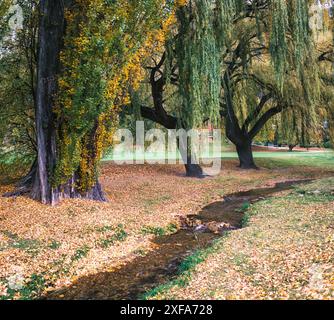 Trauerweide mit Herbstlaub und Bach, der im Herbst im öffentlichen Park fließt Stockfoto