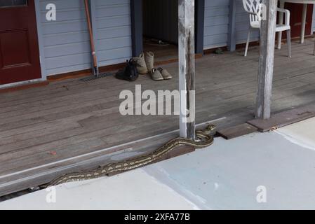 Eine große Erwachsene Teppichpython schlängelt sich entlang einer Holzterrasse vor einem Haus in Gin Gin, Queensland, Australien. Die Schlange scheint t zu bewegen Stockfoto