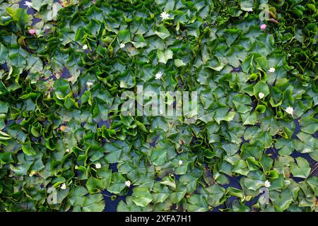 Rosa und weiße Farbe der Lotus Seerose blüht und wächst mit grünen Blättern im Sumpf Stockfoto