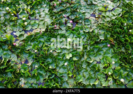 Rosa und weiße Farbe der Lotus Seerose blüht und wächst mit grünen Blättern im Sumpf Stockfoto