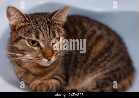 Nationaler fauler Tag. Schläfrige, verärgerte Katze, die im Waschbecken liegt. Stockfoto