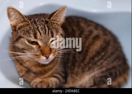 Nationaler fauler Tag. Schläfrige, verärgerte Katze, die im Waschbecken liegt. Stockfoto