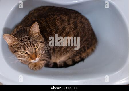 Nationaler fauler Tag. Schläfrige, verärgerte Katze, die im Waschbecken liegt. Stockfoto