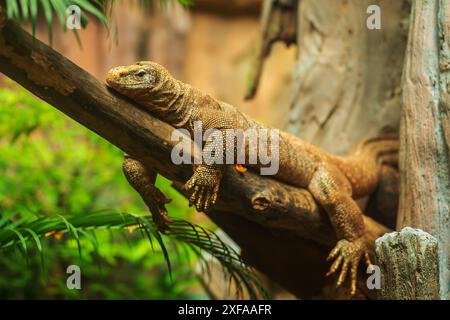 Getrübter Monitor (Varanus nebulosus), der auf einem Holzzweig ruht Stockfoto