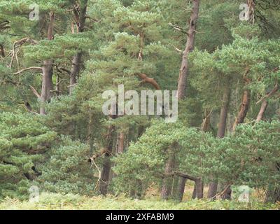 Dichte natürliche Wälder im frühen Herbst in Herefordshire bei Brampton Bryan, England, Großbritannien Stockfoto