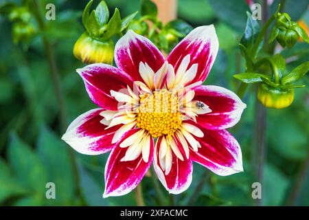 Blühende Mode-Monster Dahlia in einem Garten Stockfoto
