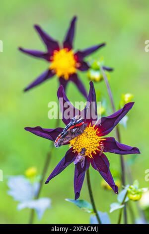 Roter Admiral-Schmetterling, der auf einer sternförmigen Blume sitzt Stockfoto
