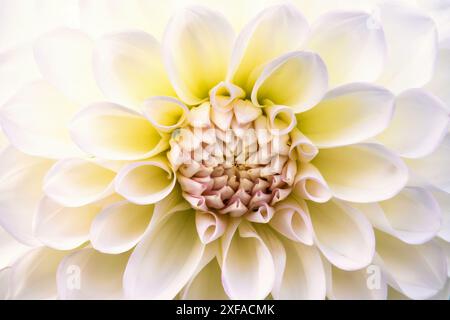 Nahaufnahme bei einer weißen Dahlienblume Stockfoto