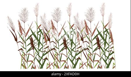 Farbige Silhouette von Schilf, Bulrush, Segge, Stock oder Gras auf einem weiß. Vektorabbildung. Stock Vektor