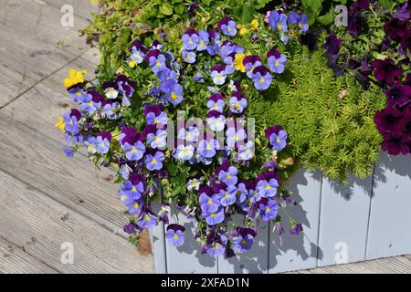 Viola Wittrockiana - oder ein Garten Stiefmütterchen - blaue und lila Blumen Stockfoto