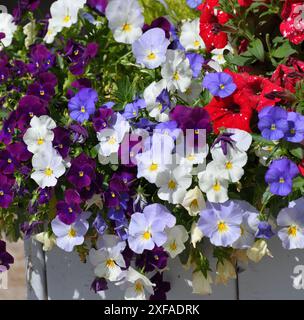 Viola Wittrockiana - oder ein Garten Stiefmütterchen - blaue und lila Blumen Stockfoto