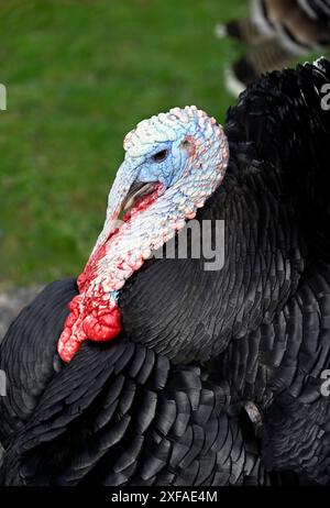 Norfolk Black Truthahn Stockfoto