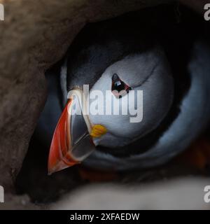 Nahaufnahme des atlantischen Papageientauchers mit Blick aus dem Eingang seiner Höhle, Skomer Island, Pembrokeshire, Wales Stockfoto