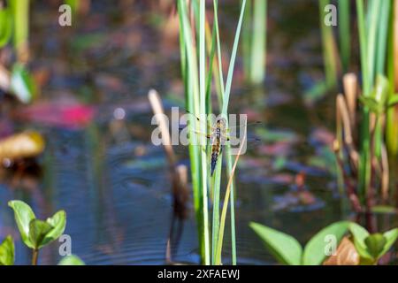 Vier gefleckte Chaser auf Gartenteich Stockfoto