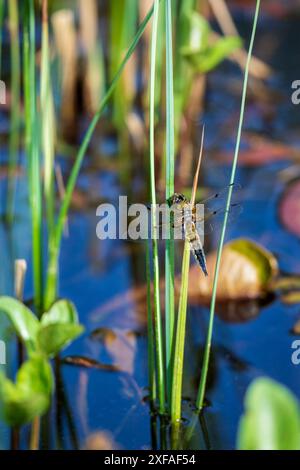 Vier gefleckte Chaser auf Gartenteich Stockfoto