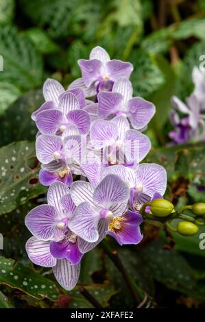 Singapur, lila und weiß gestreifte Mottenorchidee im Steingarten Stockfoto