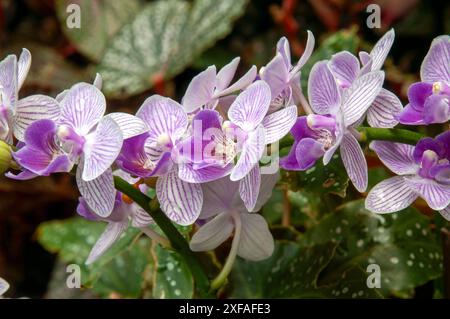 Singapur, lila und weiß gestreifte Mottenorchidee im Steingarten Stockfoto