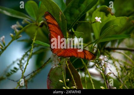 Singapur, Vindula dejone oder malaiischer Kreuzer im Garten Stockfoto